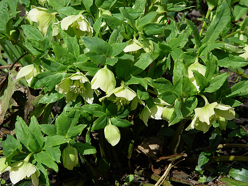 Изображение особи Helleborus caucasicus.