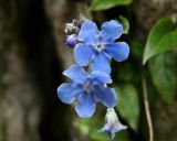 Omphalodes cappadocica