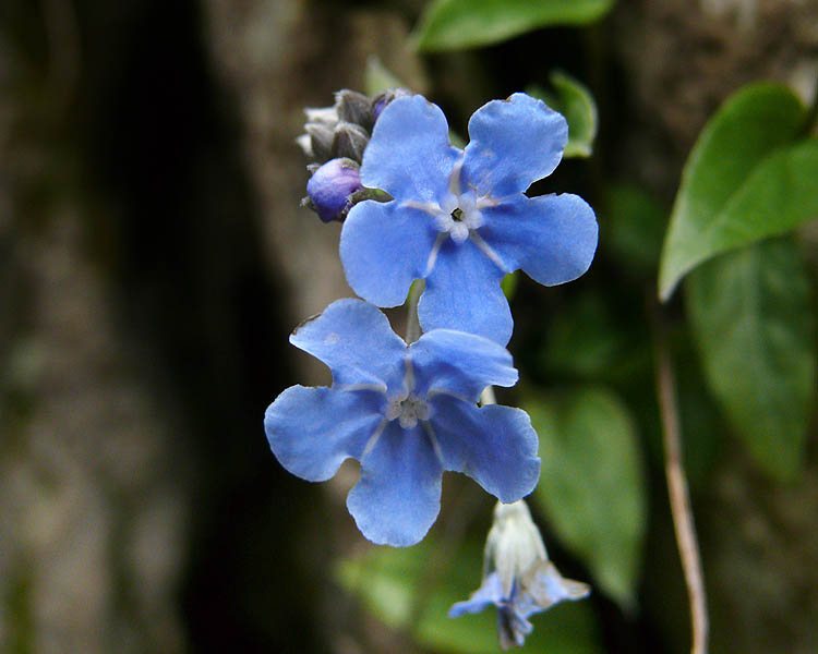 Image of Omphalodes cappadocica specimen.