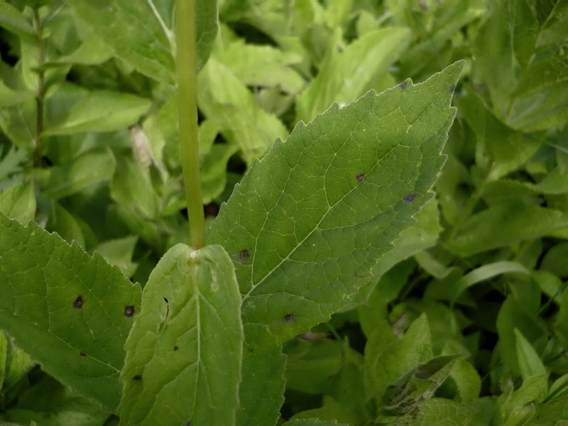 Изображение особи Campanula latifolia.