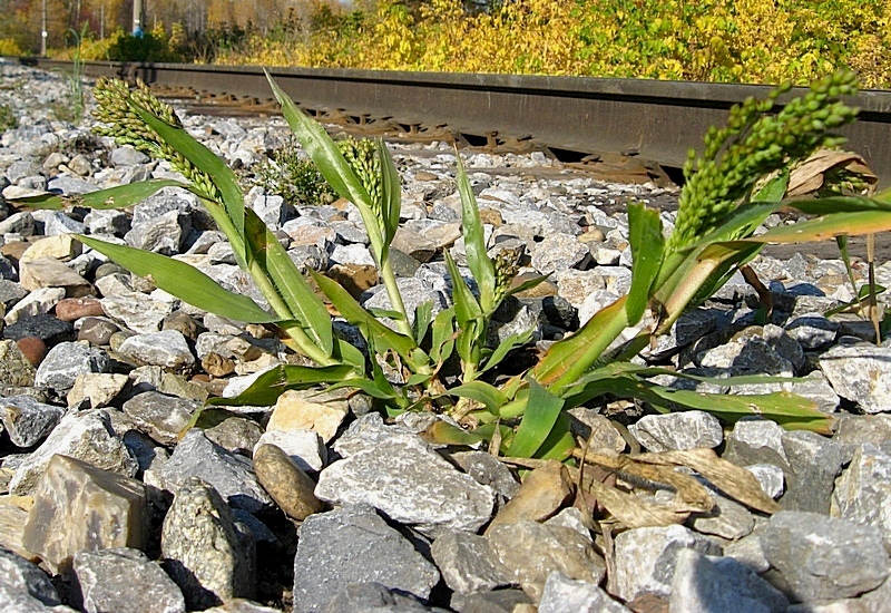 Изображение особи Panicum miliaceum.