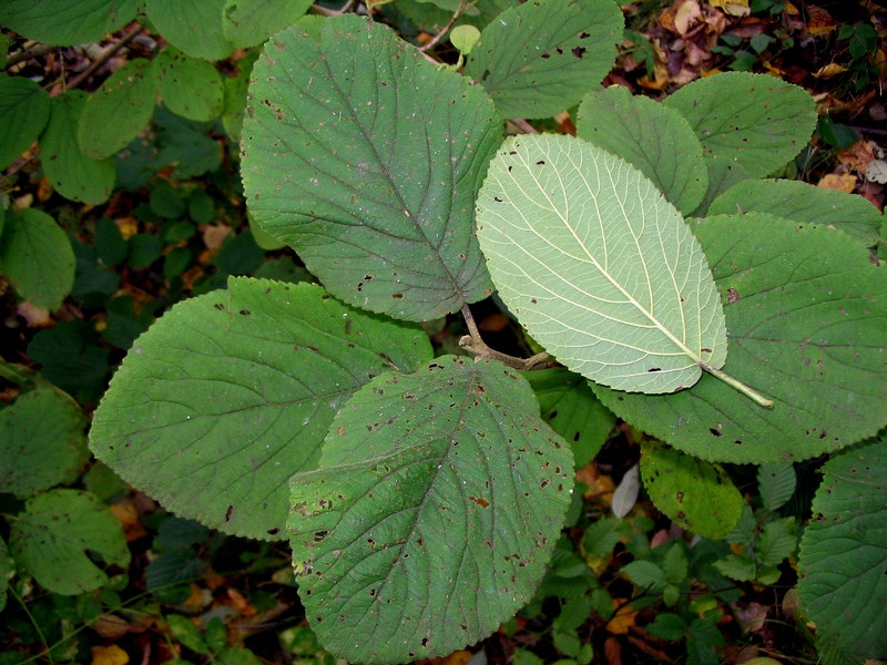 Изображение особи Viburnum lantana.