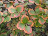 Смотреть изображение Betula divaricata