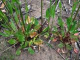 Rumex acetosa. Нижние части цветущих растений; некоторые листья с поражениями. Окр. Архангельска, рудеральное место. 16.06.2015.