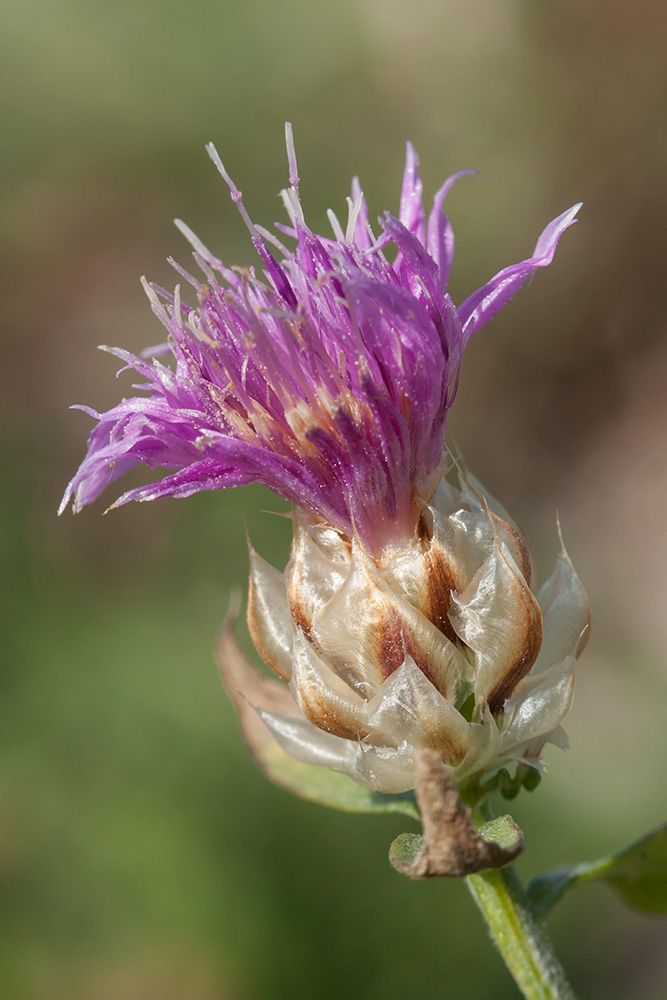 Image of Centaurea deusta specimen.