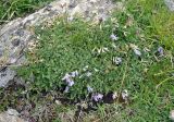 Astragalus levieri