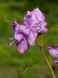 Rhododendron sichotense. Верхушка побега с цветками. Беларусь, г. Витебск, ботанический сад ВГУ. 06.05.2015.