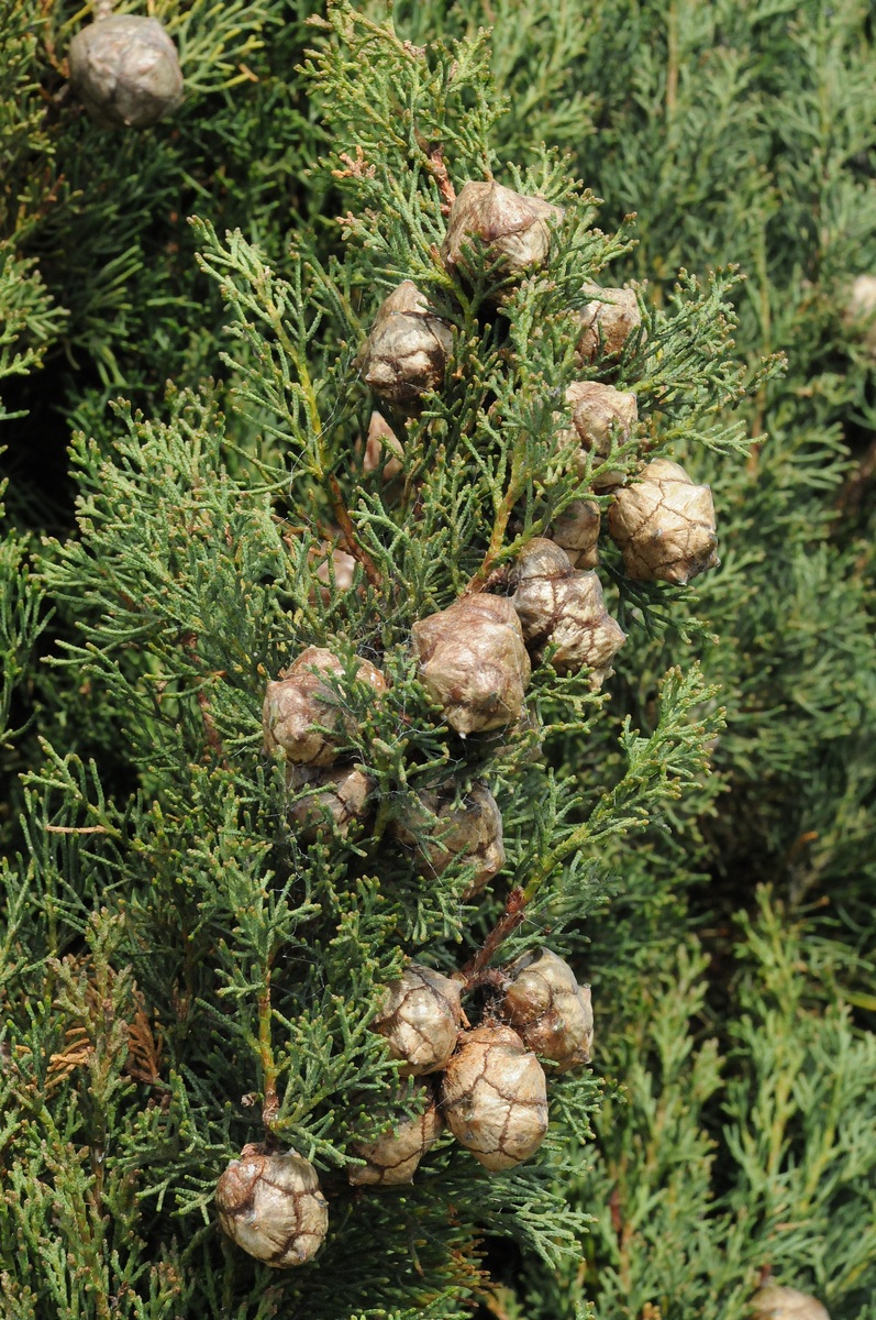 Image of Cupressus sempervirens specimen.