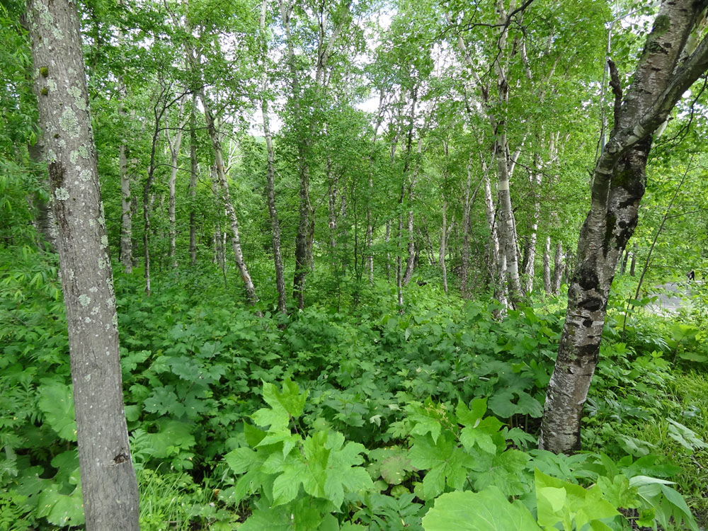 Image of Betula ermanii specimen.