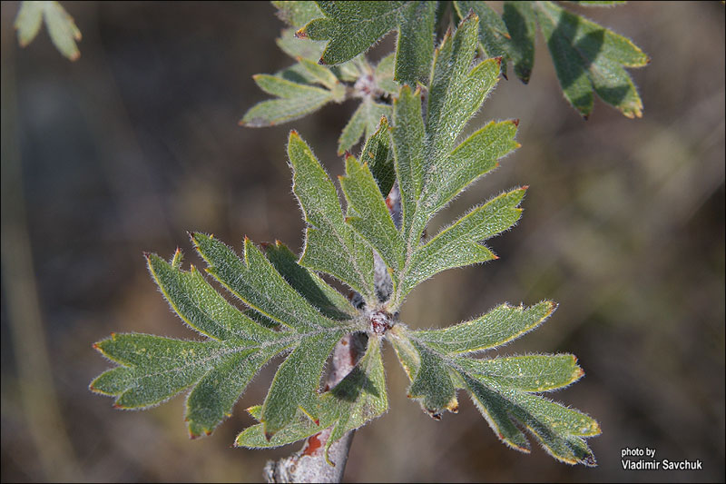 Image of Crataegus orientalis specimen.