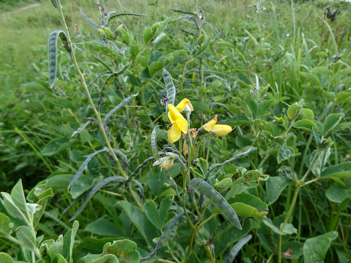 Image of Thermopsis lupinoides specimen.