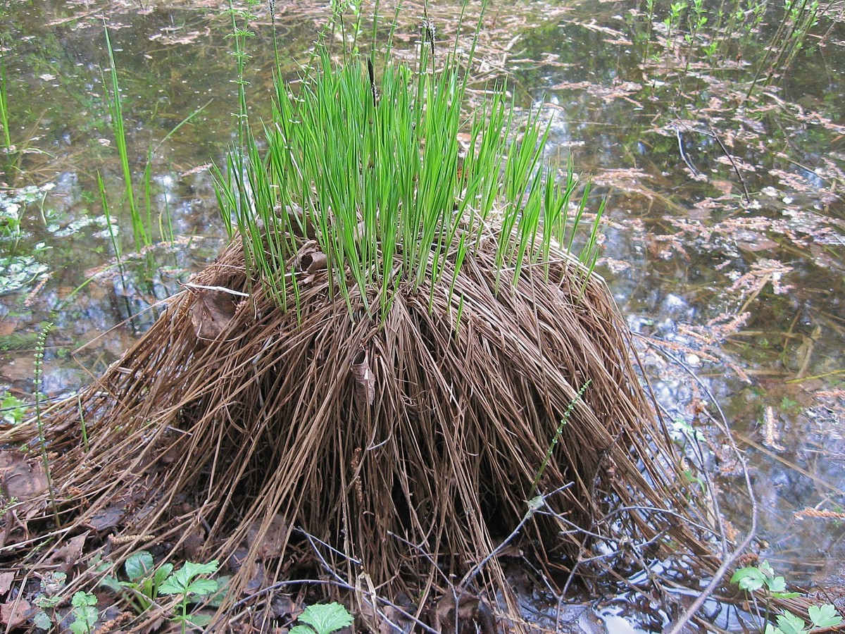 Image of Carex cespitosa specimen.