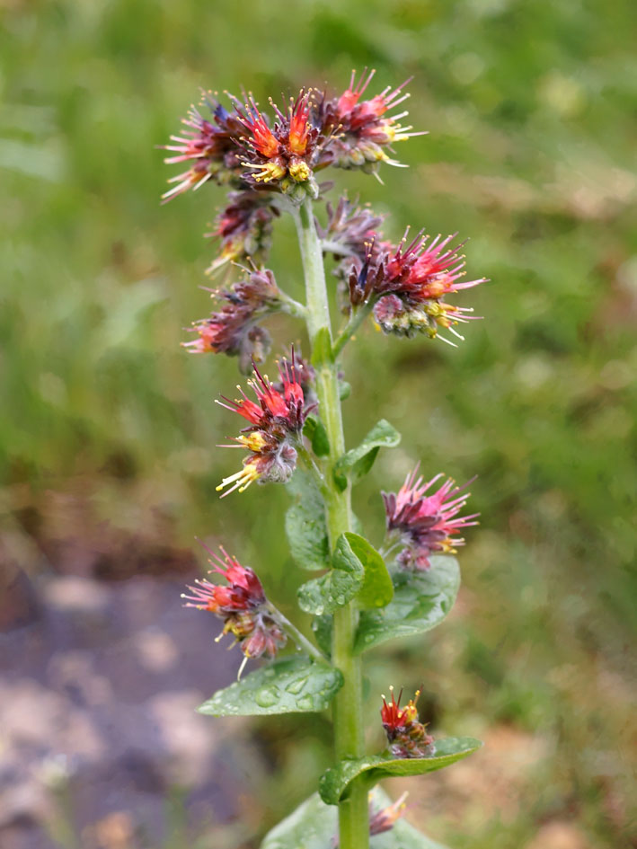 Image of Solenanthus circinnatus specimen.