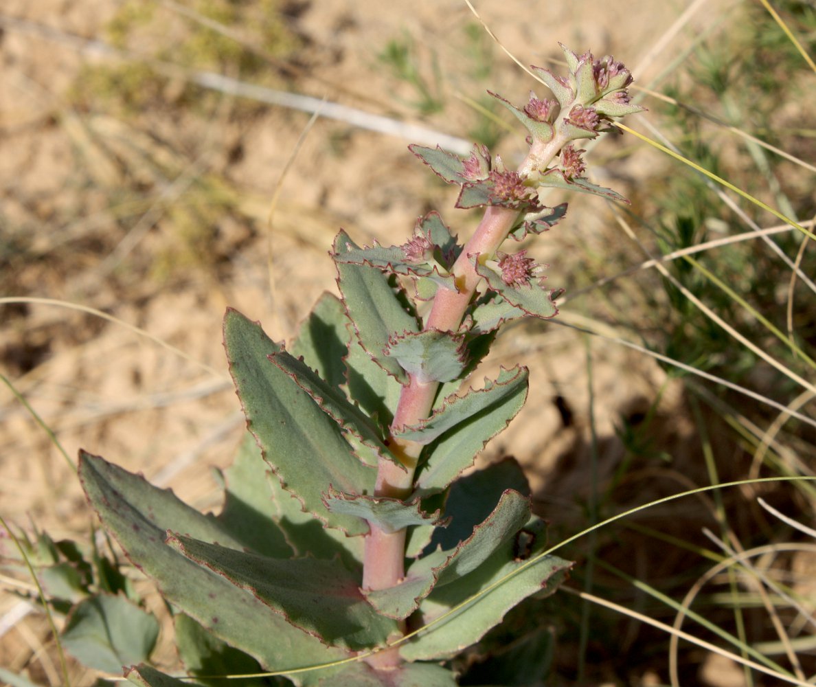 Image of Hylotelephium stepposum specimen.