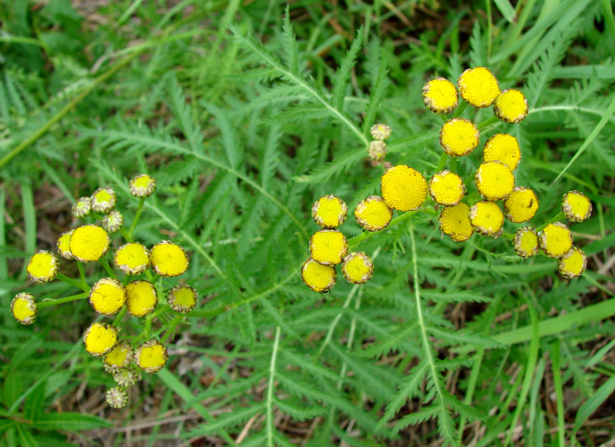 Image of Tanacetum boreale specimen.