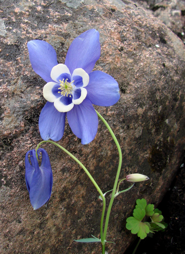 Изображение особи Aquilegia amurensis.