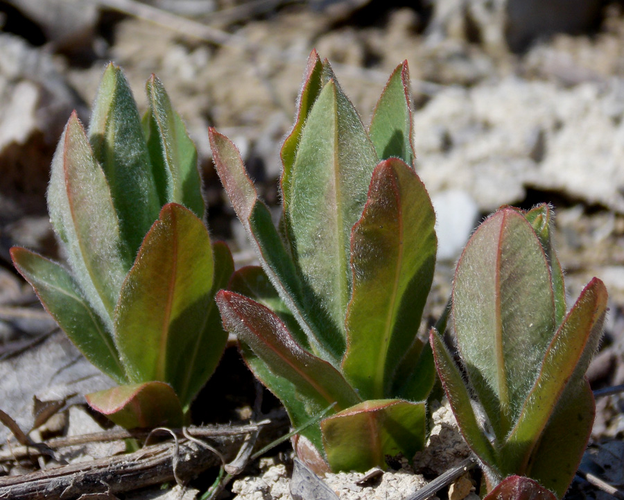 Image of Euphorbia tauricola specimen.