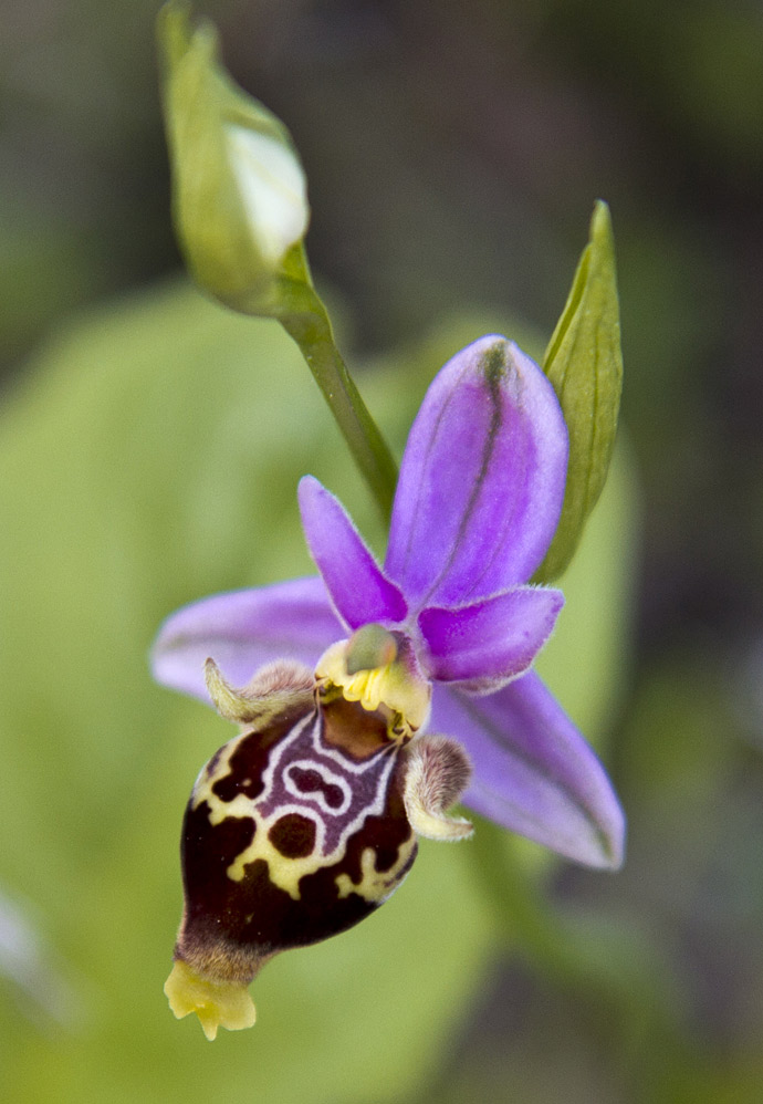 Изображение особи Ophrys oestrifera.