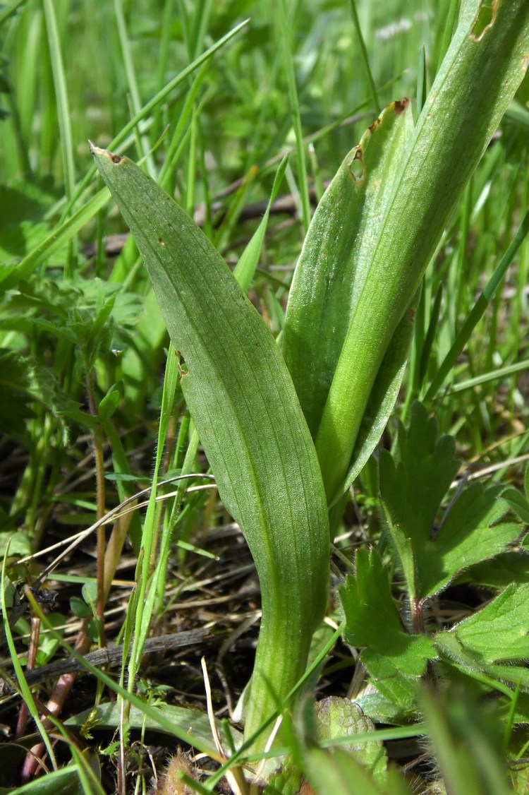 Image of Anacamptis morio ssp. caucasica specimen.