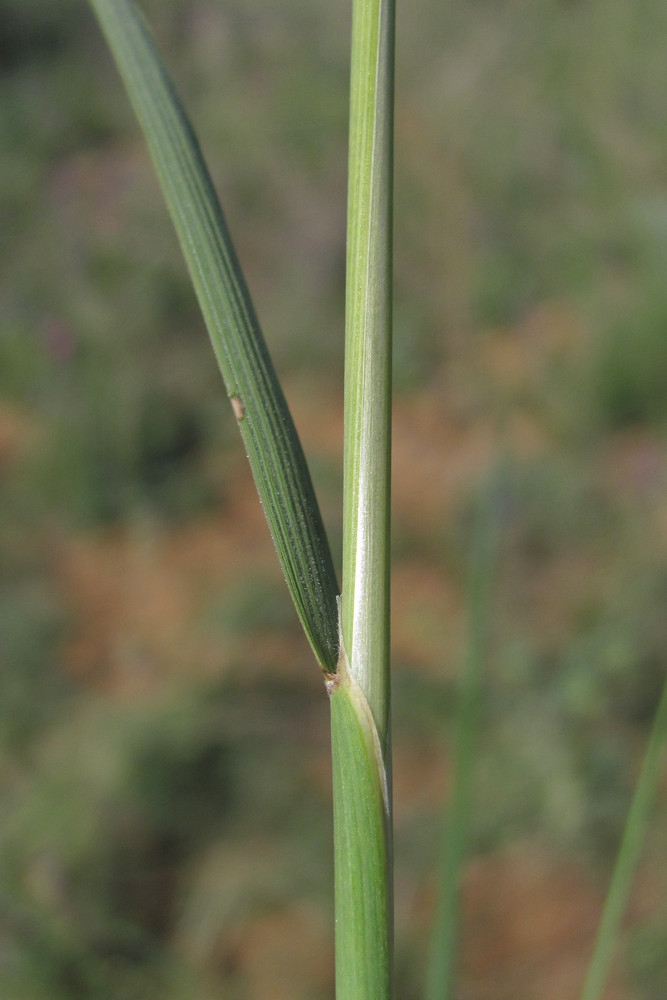 Image of Stipa pulcherrima specimen.