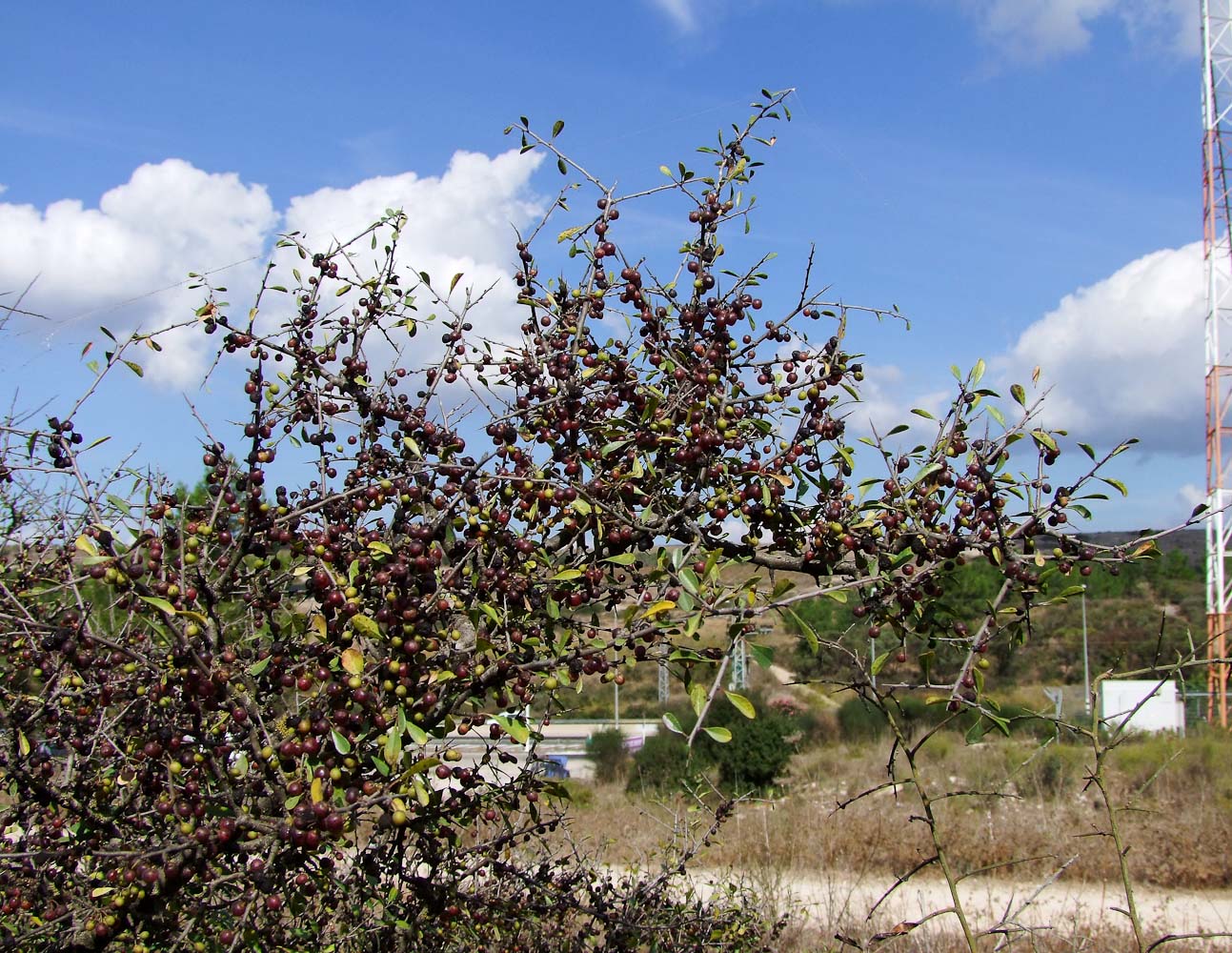 Изображение особи Rhamnus lycioides.