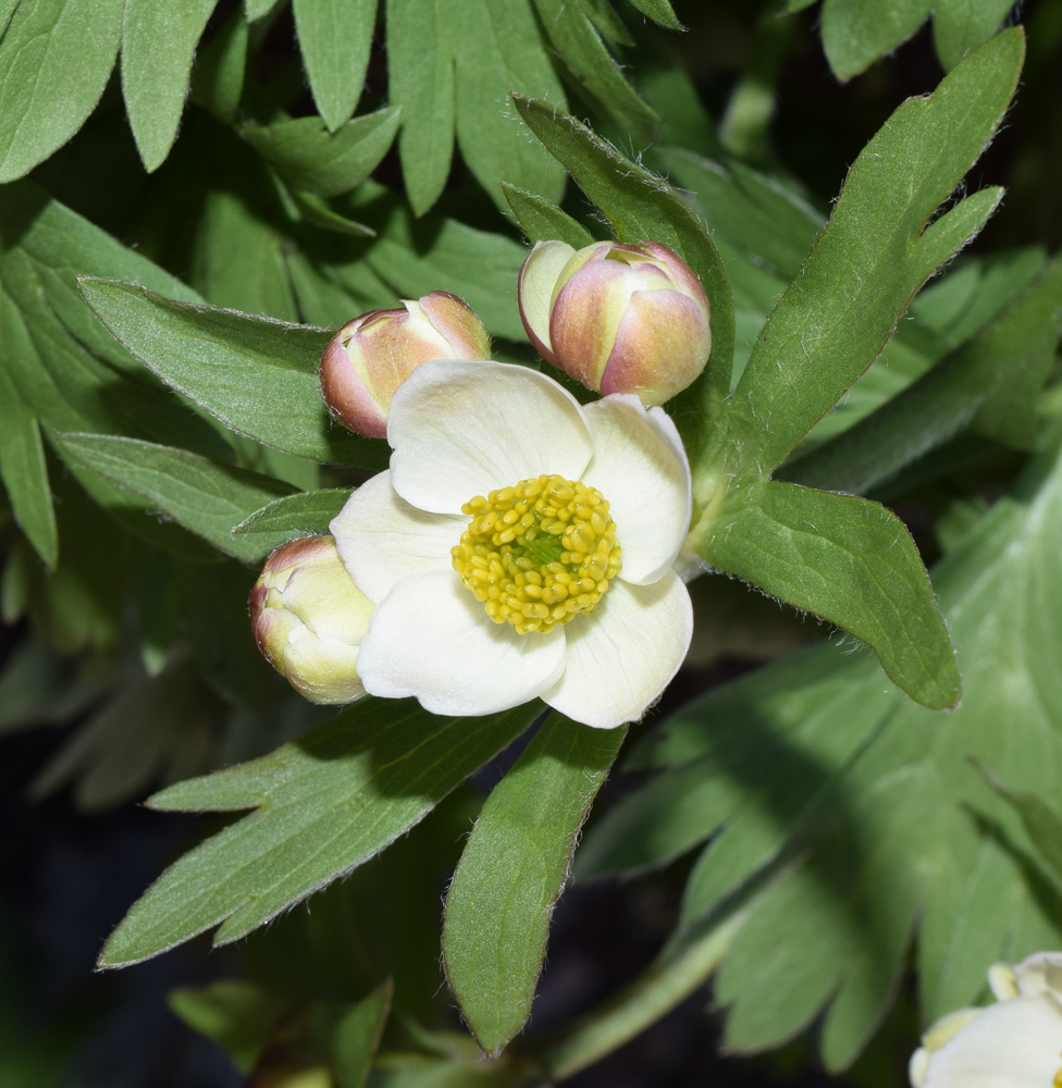 Image of Anemonastrum protractum specimen.