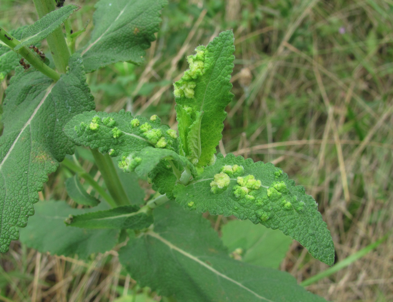 Image of Salvia tesquicola specimen.