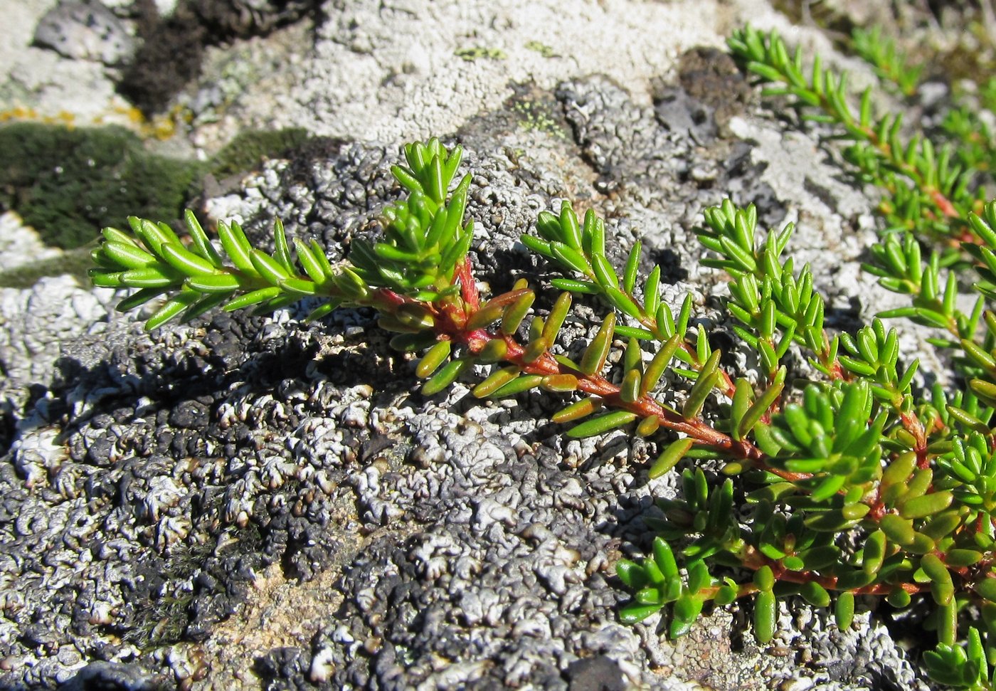 Image of Empetrum caucasicum specimen.