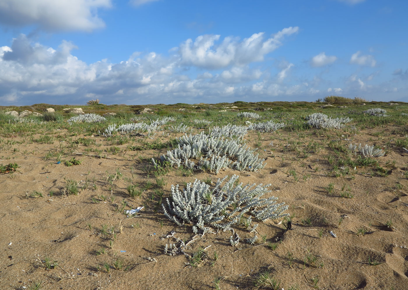 Image of Otanthus maritimus specimen.