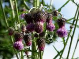 Cirsium pendulum. Соцветия. Приморье, окр. г. Находка, у лесной дороги. 14.08.2016.