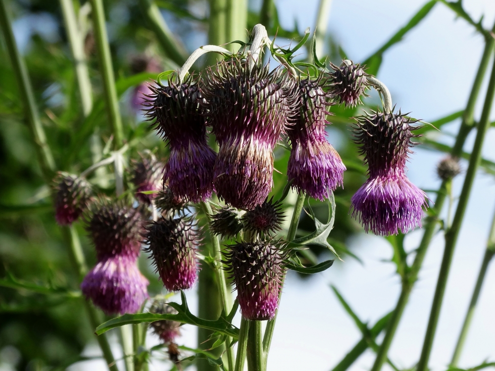 Изображение особи Cirsium pendulum.