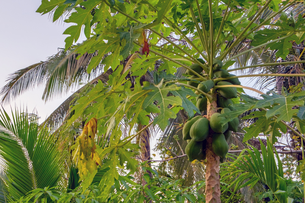 Image of Carica papaya specimen.