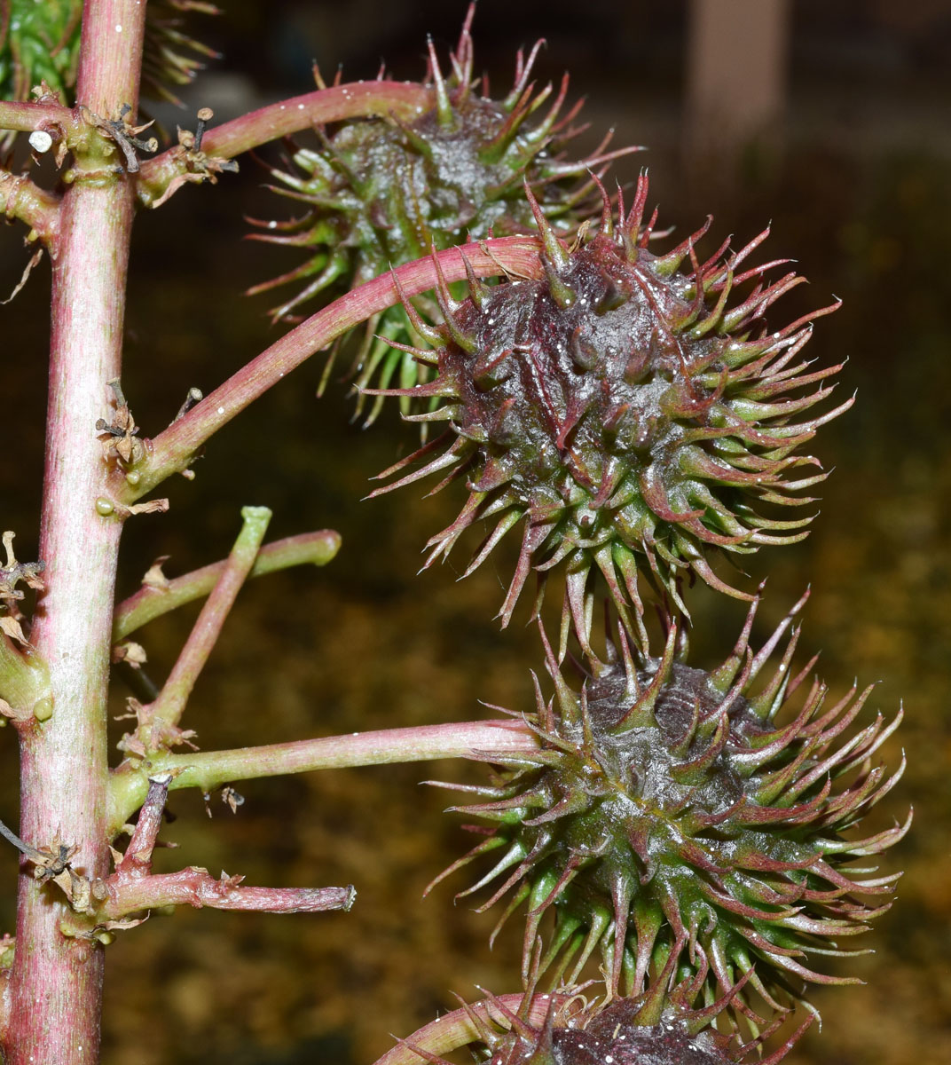 Image of Ricinus communis specimen.