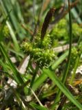 Carex serotina