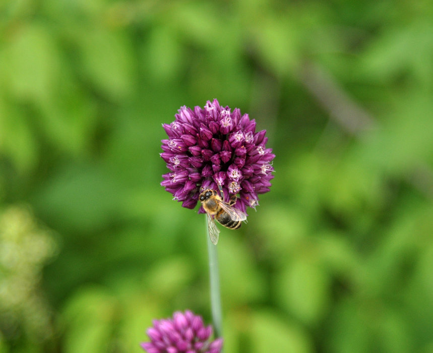 Изображение особи Allium rotundum.