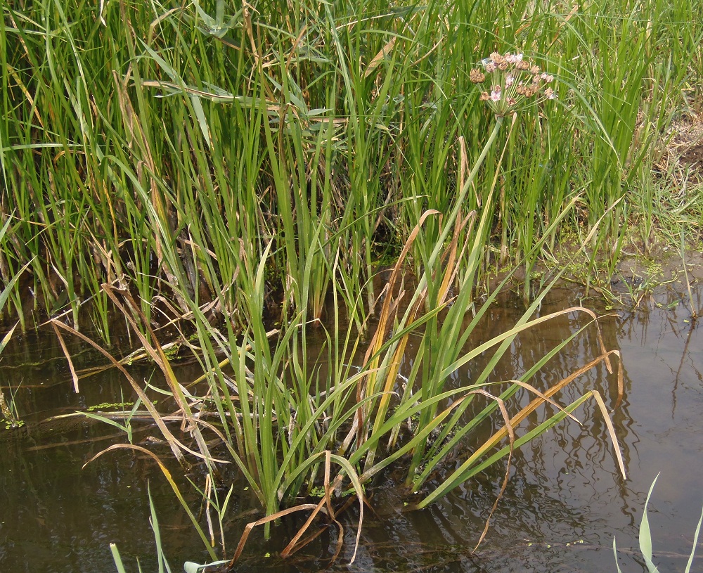 Image of Butomus umbellatus specimen.