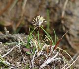 Carex duriuscula