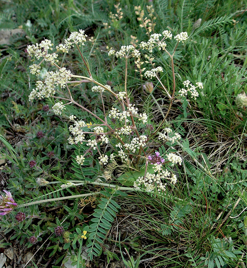 Image of Trinia hispida specimen.