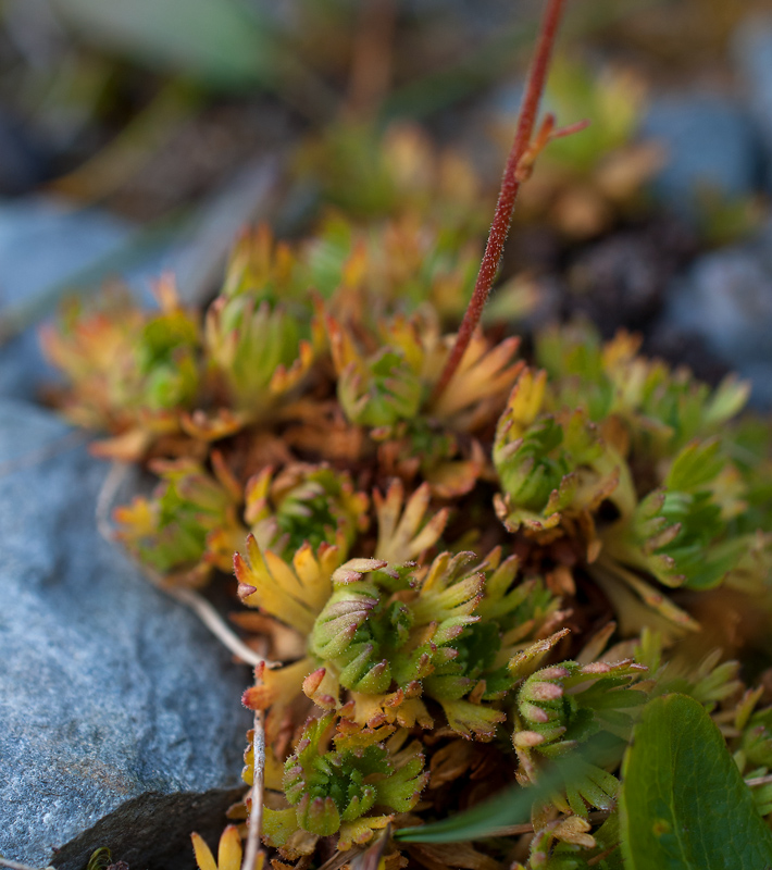 Image of Saxifraga terektensis specimen.