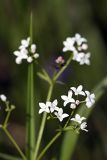 Galium palustre. Соцветия. Карельский перешеек, окр. Сертолово. 09.07.2009.