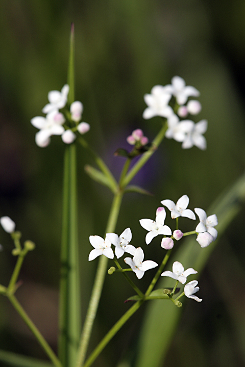 Image of Galium palustre specimen.