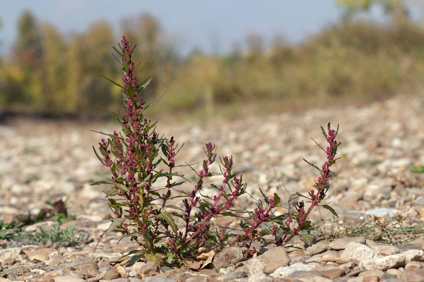 Изображение особи Oxybasis rubra.