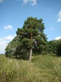 Pinus sylvestris