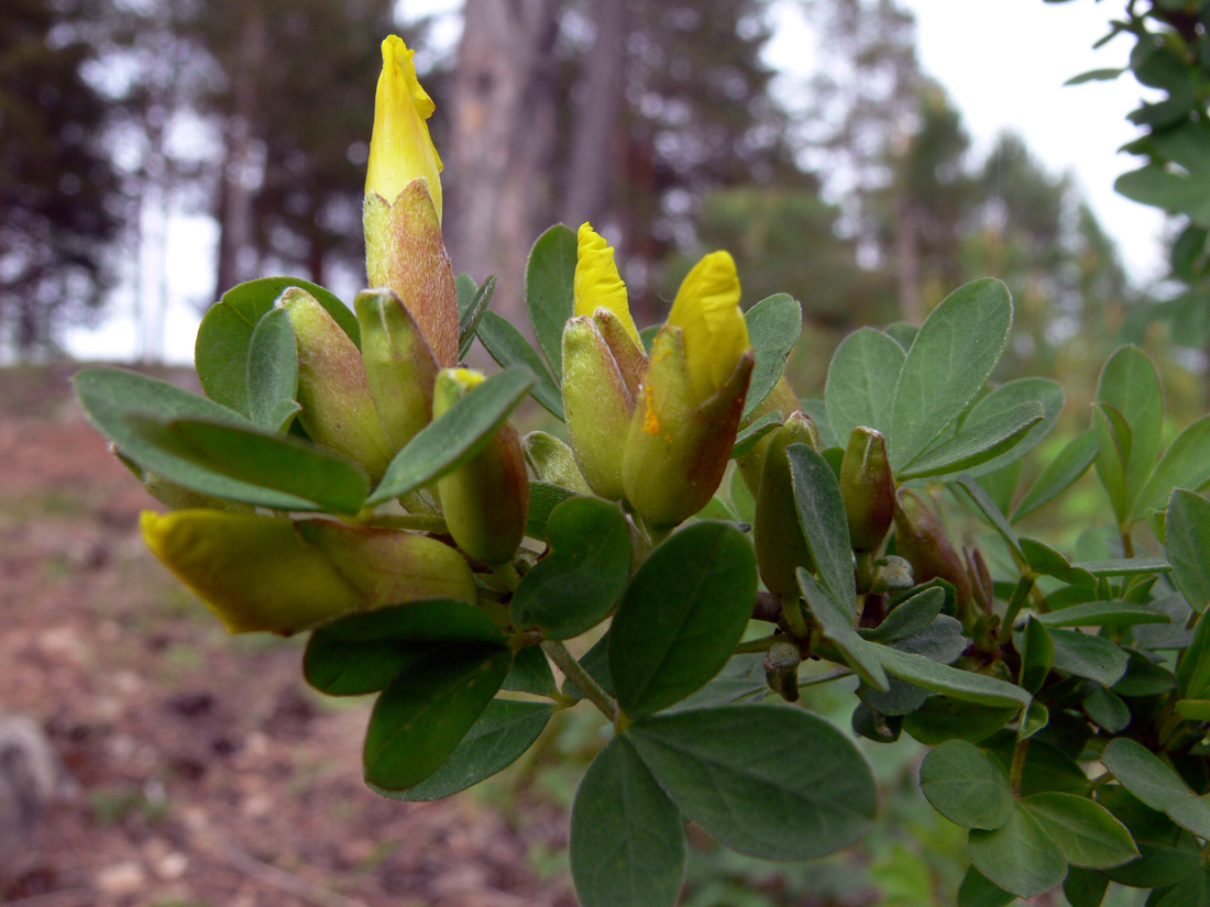 Изображение особи Chamaecytisus ruthenicus.