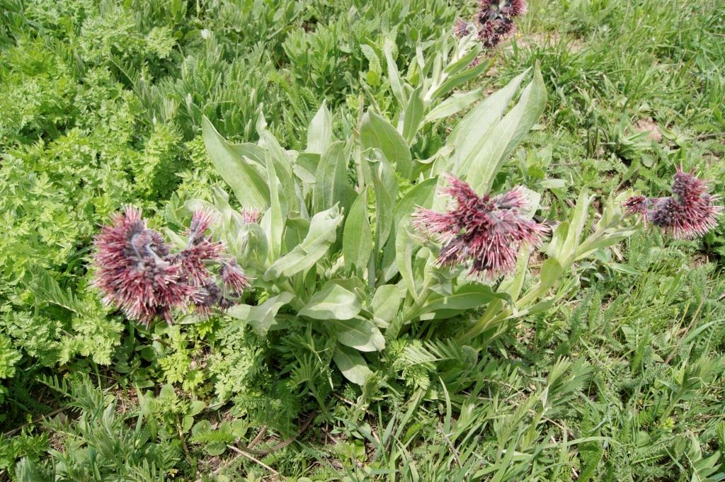 Image of Solenanthus stamineus specimen.