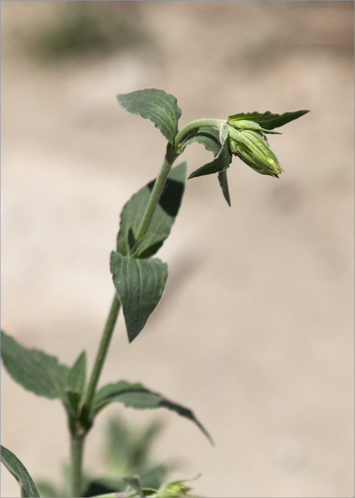 Изображение особи Melandrium latifolium.