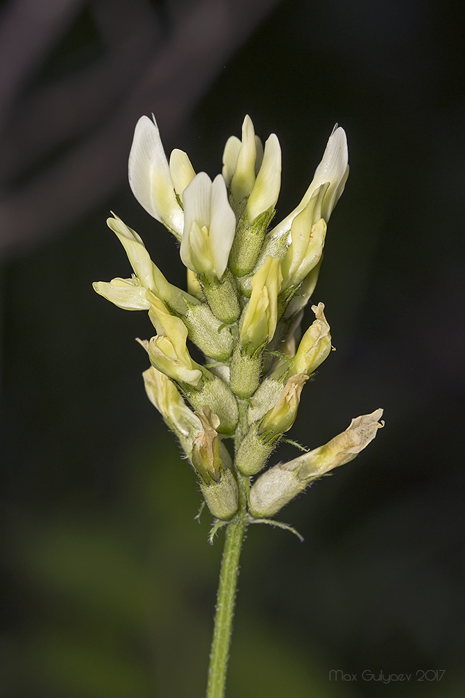 Image of Astragalus cicer specimen.