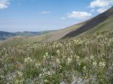 Pedicularis talassica. Аспект цветущих растений. Южный Казахстан, Таласский Алатау, запов. Аксу-Жабаглы, урочище Каскабулак, выс. 3050 м н.у.м., субальпийский луг на моренных отложениях. 16 июля 2017 г.