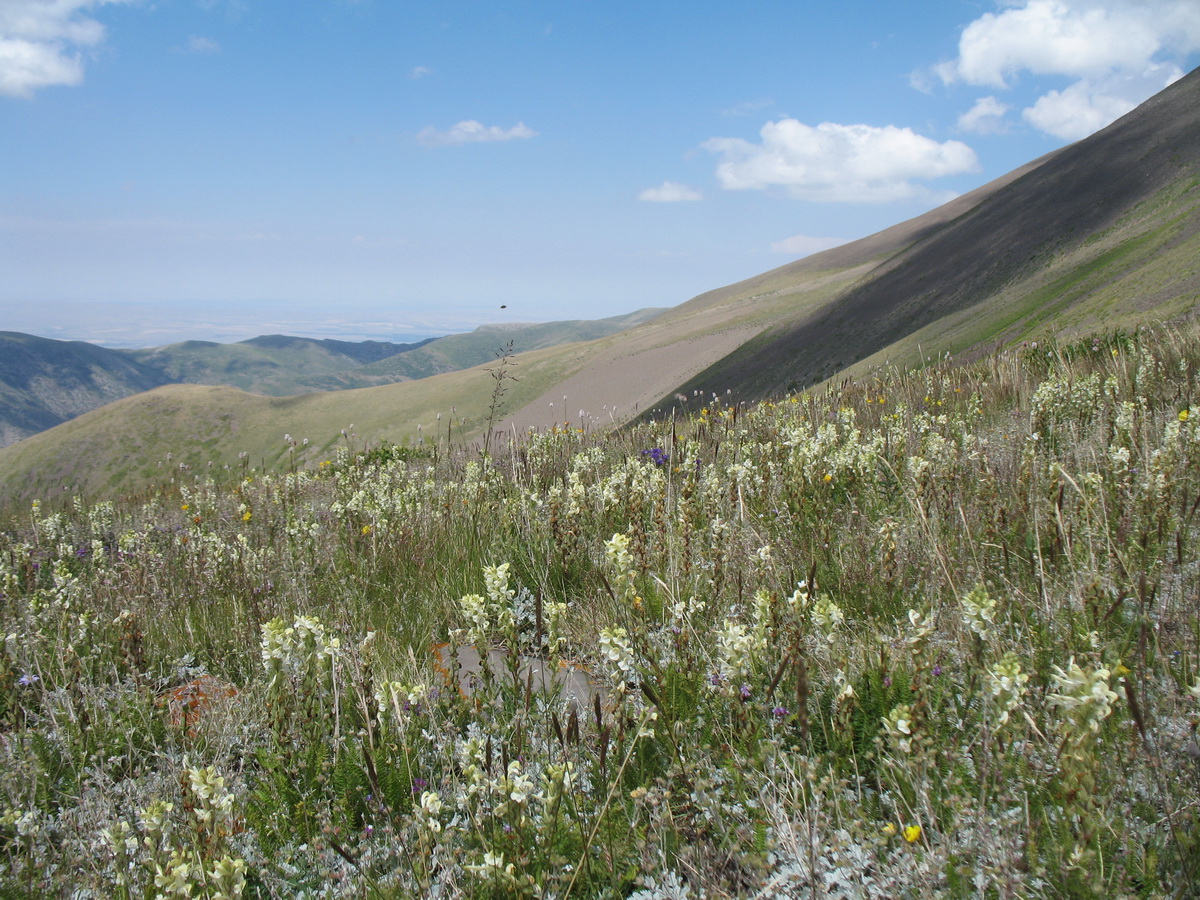 Image of Pedicularis talassica specimen.