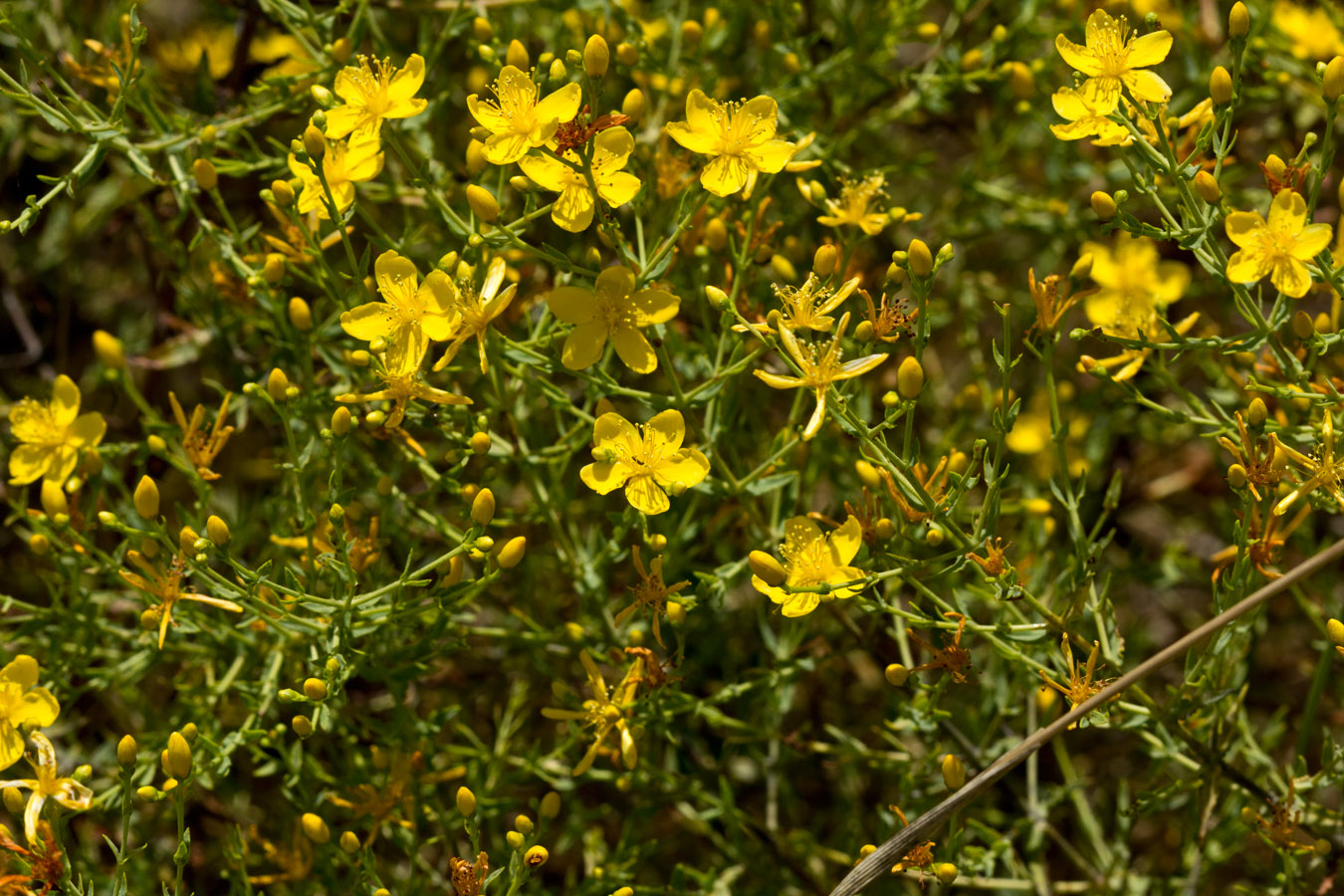 Image of Hypericum triquetrifolium specimen.